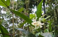 Sobralia candida image