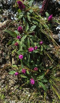 Phytolacca bogotensis image