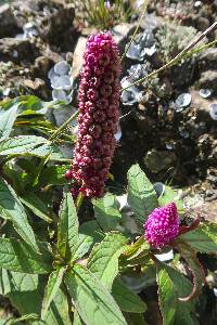 Phytolacca bogotensis image