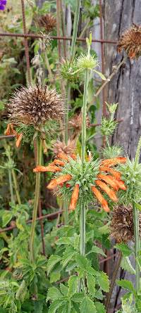 Leonotis nepetifolia image