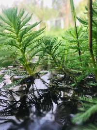 Image of Myriophyllum aquaticum