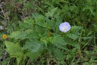 Nicandra physalodes image