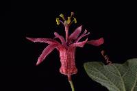 Passiflora sanguinolenta image