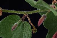 Passiflora sanguinolenta image