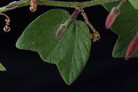 Passiflora sanguinolenta image