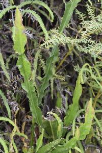 Baccharis genistelloides image