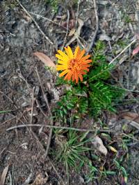 Dorobaea pimpinellifolia image