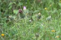 Cirsium vulgare image