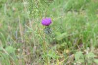 Cirsium vulgare image