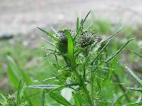 Cirsium vulgare image