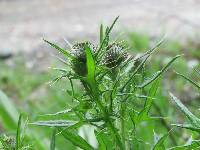 Cirsium vulgare image