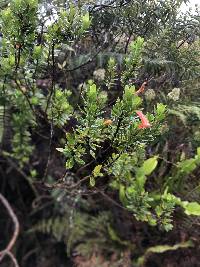 Clinopodium taxifolium image