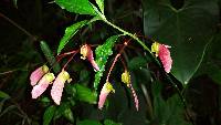 Begonia acerifolia image