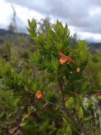 Clinopodium taxifolium image