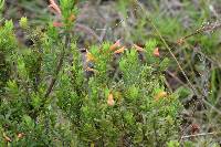 Clinopodium taxifolium image