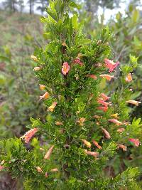 Clinopodium taxifolium image