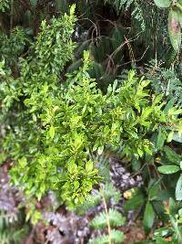 Clinopodium taxifolium image