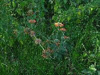 Leonotis nepetifolia image