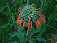 Leonotis nepetifolia image