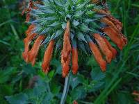 Leonotis nepetifolia image