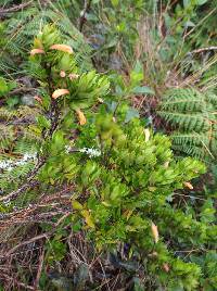 Clinopodium taxifolium image