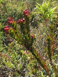 Vaccinium crenatum image