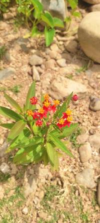 Image of Asclepias curassavica