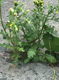 Senecio vulgaris image