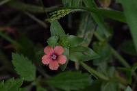 Lysimachia arvensis image