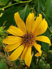 Tithonia diversifolia image