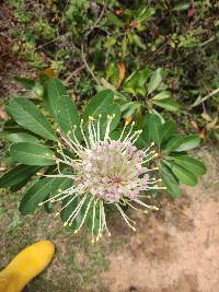 Oreocallis grandiflora image