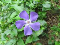 Vinca major image