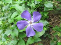 Vinca major image