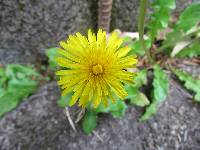 Taraxacum officinale image