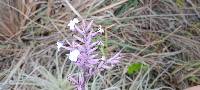 Tillandsia straminea image