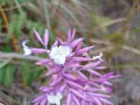 Tillandsia straminea image