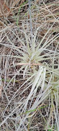 Tillandsia straminea image