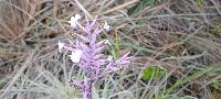 Tillandsia straminea image