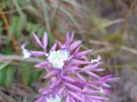 Tillandsia straminea image