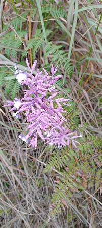 Tillandsia straminea image