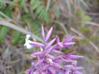 Tillandsia straminea image