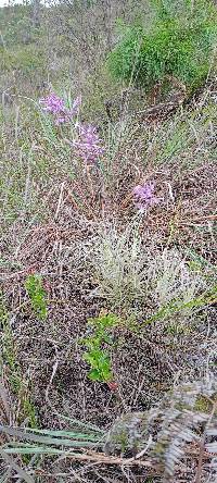 Tillandsia straminea image