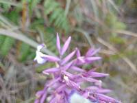 Tillandsia straminea image