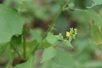 Milleria quinqueflora image