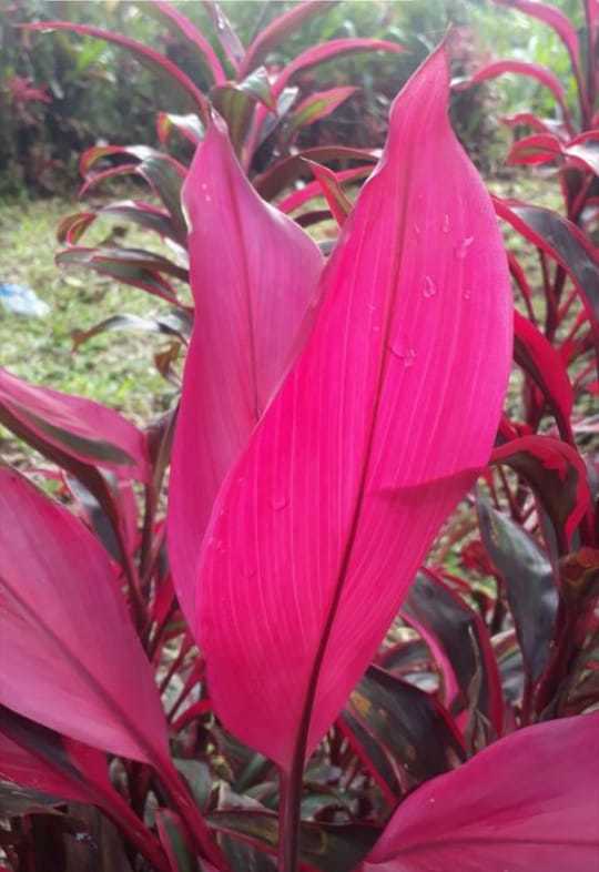 Cordyline fruticosa image