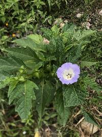 Nicandra physalodes image