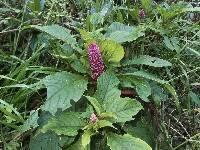 Phytolacca bogotensis image