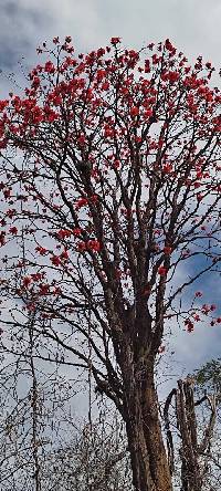 Image of Erythrina velutina