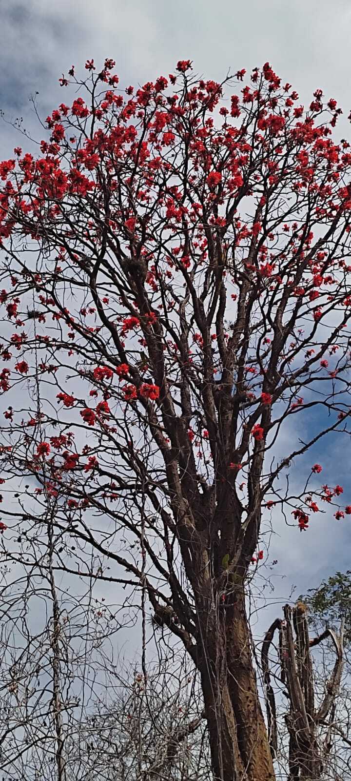 Erythrina velutina image