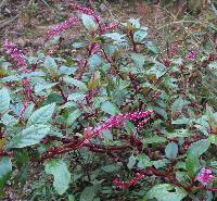 Phytolacca rivinoides image